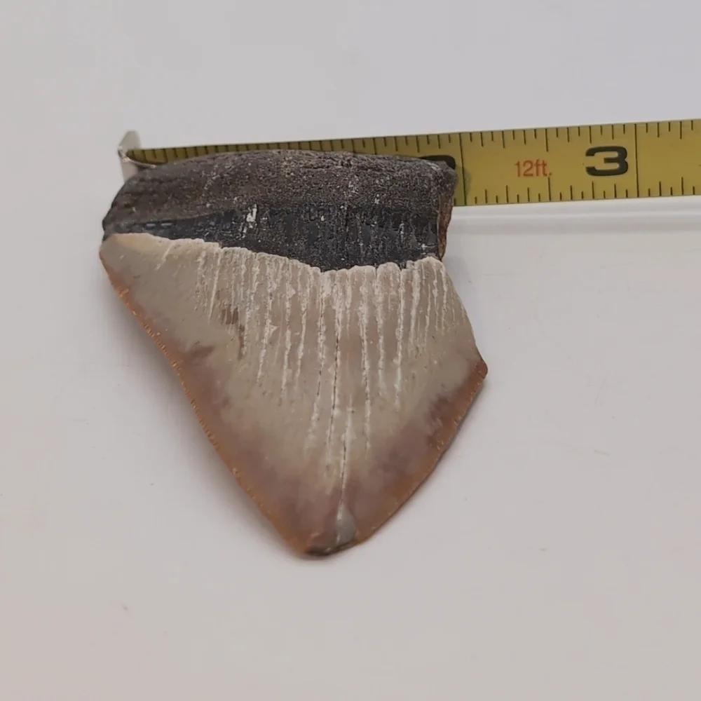 Real Otodus Megalodon Fossilized Shark Tooth 3 In Beautiful Colors